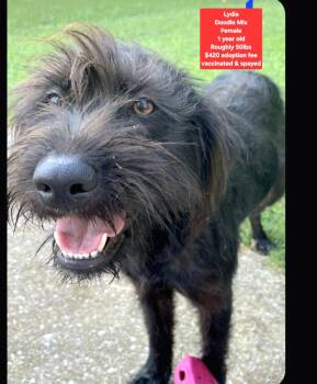 Lydia -  Labradoodle Dog for Adoption in Oviedo, Florida - Lydia | PetCurious