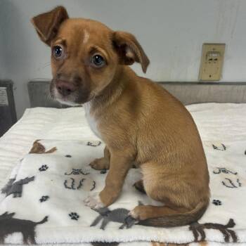 Firefly -  Terrier and Mixed Breed Dog for Adoption in San Antonio, Texas - Firefly | PetCurious
