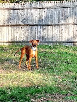 Rescue Rhodesian Ridgeback and Vizsla Dogs for Adoption in Newton, New Jersey - Silas The Love Puppy! | PetCurious
