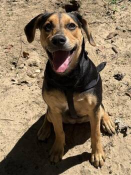 Ivy -  Catahoula Leopard Dog Dog for Adoption in Farmingville, New York - Ivy | PetCurious