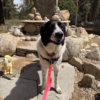 Mixed Breed Dogs Available for Adoption in Truckee, California - Jenny | PetCurious