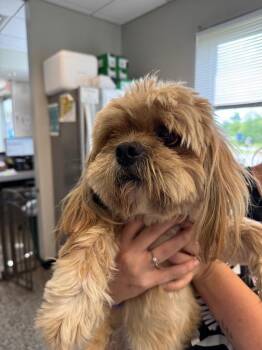 Chubbs -  Mixed Breed Dog Available for Adoption in Columbia, Tennessee - Chubbs | PetCurious
