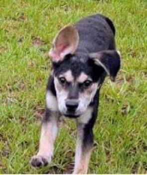 Fuchsia -  Mixed Breed Dog for Adoption in West Chester, Pennsylvania - Fuchsia | PetCurious