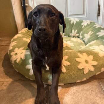 Labrador Retriever Dogs Available for Adoption - Huggy Bear | PetCurious