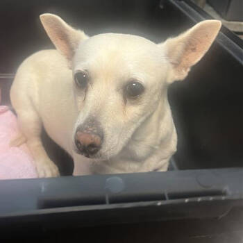 Rescue Mixed Breed Dogs for Adoption in Salt Lake City, Utah - Carl | PetCurious