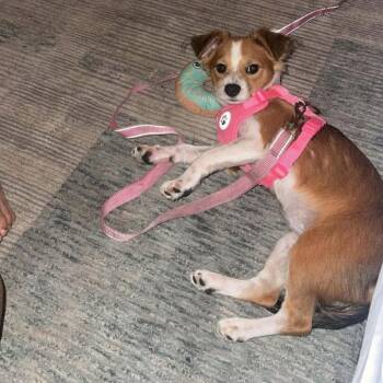 Nyla *Arriving 11/6* D12961 -  Spaniel and Chihuahua Dog for Adoption - Nyla *Arriving 11/6* D12961 | PetCurious