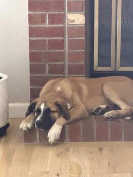 Zeke -  Shepherd Dog for Adoption in Denver, Colorado - Zeke | PetCurious