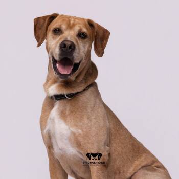 Wayne -  English Coonhound Dog for Adoption in Port Richey, Florida - Wayne | PetCurious