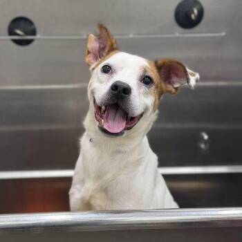 Hector -  Shepherd and Mixed Breed Dog for Adoption in Dayton, Ohio - Hector | PetCurious