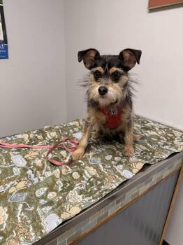 Terrier Dogs Available for Adoption in Nashville, Tennessee - Bella Lee | PetCurious