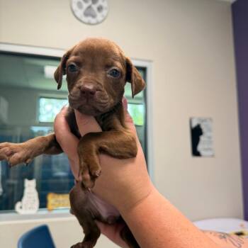 Ariel -  Mixed Breed Dog for Adoption in Englewood, Florida - Ariel | PetCurious