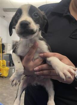 Mixed Breed Dogs Available for Adoption - VOLCANO | PetCurious