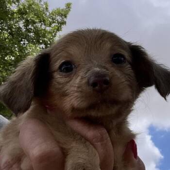 Demi -  Dachshund Dog for Adoption in Midland, Texas - Demi | PetCurious