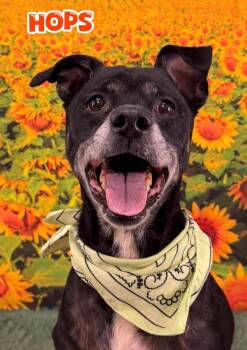 Hops -  Mixed Breed Dog for Adoption in Flint, Michigan - Hops | PetCurious