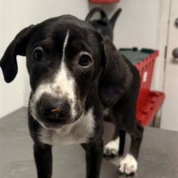 Black Labrador Retriever Dogs Available for Adoption - Valentina | PetCurious