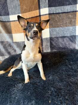 Rescue Cattle Dog Dogs for Adoption in Benld, Illinois - Bonnie | PetCurious