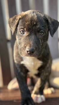 Arrow -  Mixed Breed Dog for Adoption in Lawrenceburg, Tennessee - Arrow | PetCurious