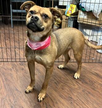 Rescue Mixed Breed Dogs for Adoption in Howes Cave, New York - Diva | PetCurious