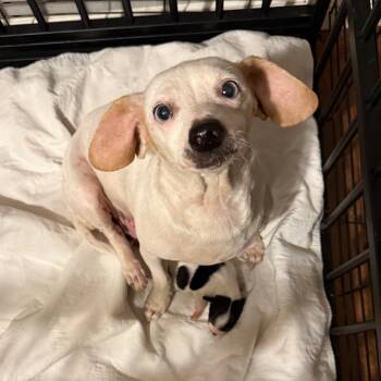 Rescue Dachshund and Chihuahua Dogs for Adoption in Ennis, Texas - Snow White | PetCurious