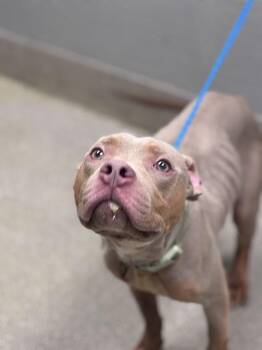 Pit Bull Terrier Dogs Available for Adoption in Las Vegas, Nevada - SIMBA | PetCurious