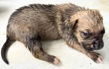 A657310 -  Australian Kelpie Dog for Adoption in Houston, Texas - A657310 | PetCurious