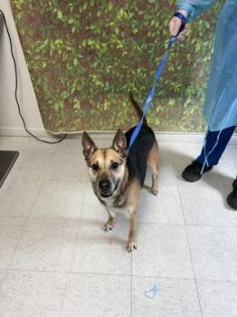 Shepherd and Mixed Breed Dogs Available for Adoption in San Antonio, Texas - Begonia | PetCurious