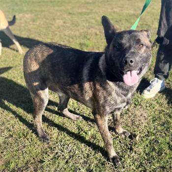 Mixed Breed and Shepherd Dogs Available for Adoption in Corinth, Mississippi - Sparky | PetCurious