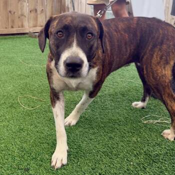 STRAY - Gracy Harmon -  Mixed Breed Dog for Adoption in Savannah, Georgia - STRAY - Gracy Harmon | PetCurious