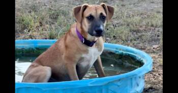 Cookie -  Black Mouth Cur and Labrador Retriever Dog for Adoption in West Peoria, Illinois - Cookie | PetCurious