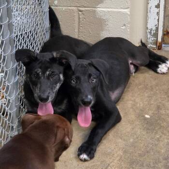 Lola -  Labrador Retriever and Mixed Breed Dog for Adoption - Lola | PetCurious