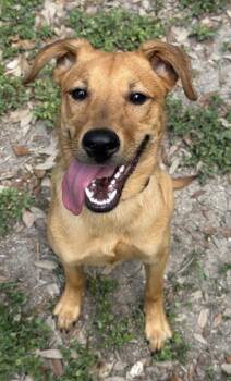 Louise -  Labrador Retriever and Mixed Breed Dog for Adoption in San Antonio, Texas - Louise | PetCurious