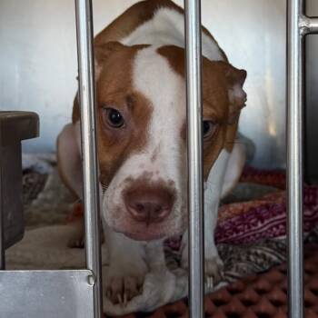 Estrella/CCCAS -  Pit Bull Terrier and Mixed Breed Dog for Adoption in San Pablo, California - Estrella/CCCAS | PetCurious