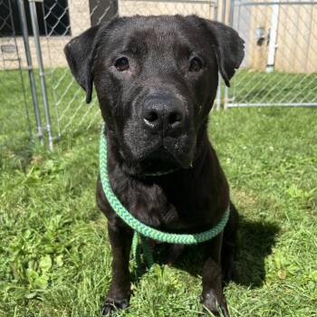 Teddy Bear -  Mixed Breed Dog for Adoption in Youngstown, Ohio - Teddy Bear | PetCurious