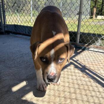 Noodle -  Mixed Breed Dog for Adoption in Lyons, Georgia - Noodle | PetCurious