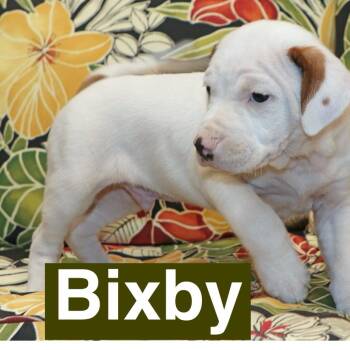 Hound and Beagle Dogs Available for Adoption in Potomac, Maryland - Bixby | PetCurious