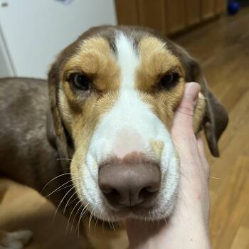 Beagle and Husky Dogs Available for Adoption in Bellaire, Michigan - Amelia | PetCurious