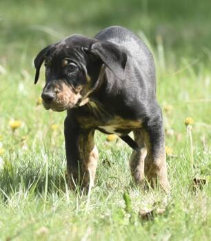 Pit Bull Terrier Dogs Available for Adoption in Mechanicsburg, Pennsylvania - Pratt | PetCurious