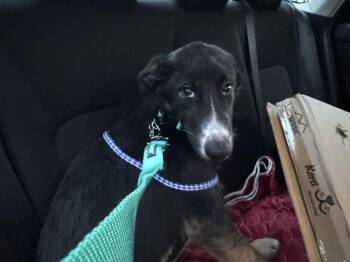 Shepherd Dogs Available for Adoption - Midnight | PetCurious