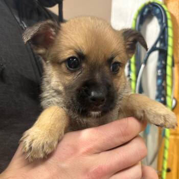 Oracle -  Belgian Shepherd Malinois and German Shepherd Dog Dog for Adoption in Morganton, North Carolina - Oracle | PetCurious