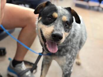 PERRY -  Mixed Breed Dog for Adoption in Dallas, Texas - PERRY | PetCurious