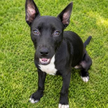 Sophie -  American Staffordshire Terrier Dog for Adoption in Mooresville, Indiana - Sophie | PetCurious