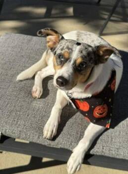 Marley - Maybe Me? -  Australian Cattle Dog Blue Heeler Dog for Adoption in Ocean Township, New Jersey - Marley - Maybe Me? | PetCurious