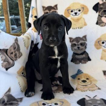 Rapala -  Terrier Dog for Adoption in Carencro, Louisiana - Rapala | PetCurious