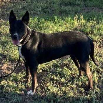 Rescue Terrier and Australian Cattle Dog Blue Heeler Dogs for Adoption in Sadler, Texas - Diva | PetCurious