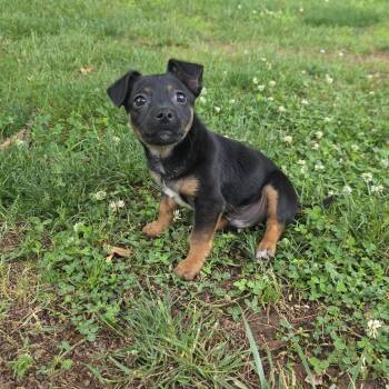 Mixed Breed Dogs Available for Adoption in Springfield, Missouri - Creed | PetCurious
