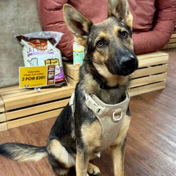 Rescue Shepherd and Mixed Breed Dogs for Adoption in Little Rock, Arkansas - Frankie | PetCurious