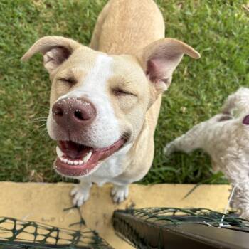 Shepherd and Husky Dogs Available for Adoption in Tallahassee, Florida - Winnie | PetCurious