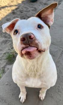 Yuki -  Mixed Breed Dog for Adoption in Savannah, Georgia - Yuki | PetCurious