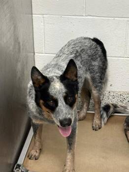 Bernie -  Mixed Breed Dog for Adoption in Atlanta, Georgia - Bernie | PetCurious