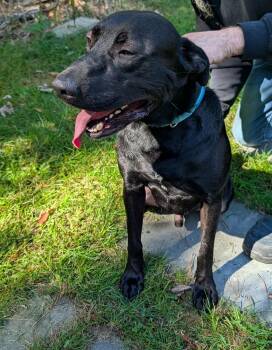 Rescue Black Labrador Retriever Dogs for Adoption in Wantagh, New York - Bean - Foster Or Foster To Adopt Urgent | PetCurious